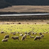 Sheep Grazing
