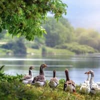 Ducks