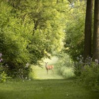 Bradgate Park Deer