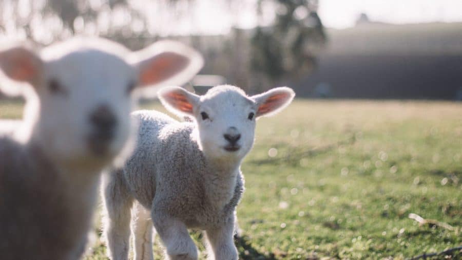 Lambs H1
