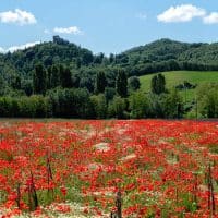 Poppies Field