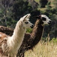 Alpaca