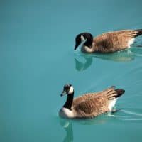 Geese