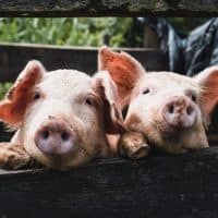 Pigs