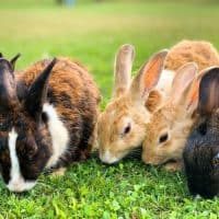 Rabbits