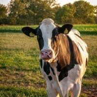 Cow