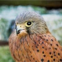 Falcon