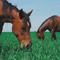Horse 3