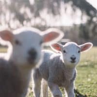 Lambs