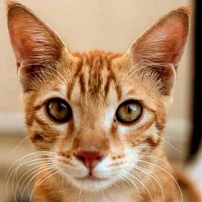 Cat1