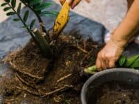 Planting 1